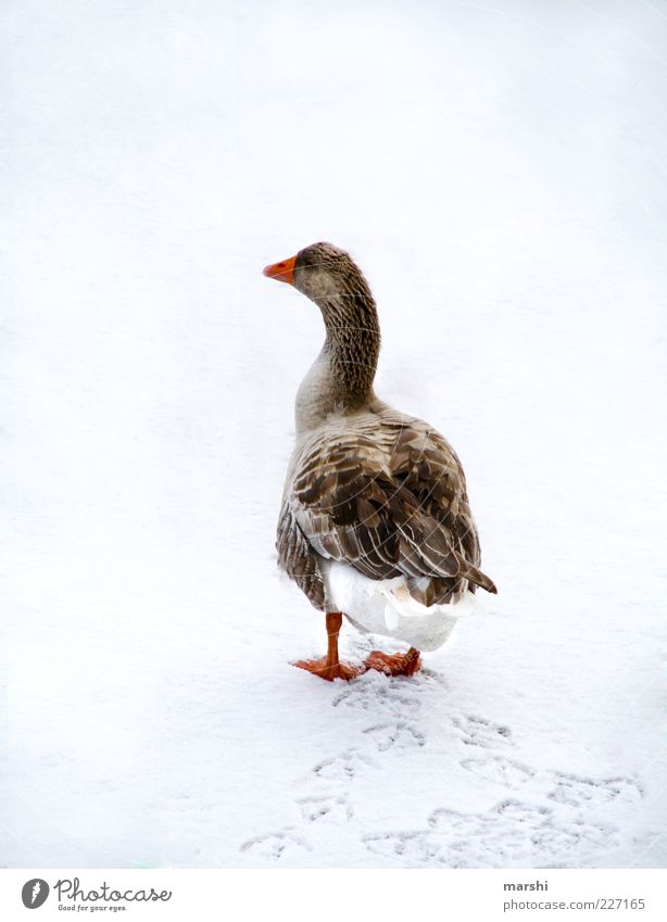 ne ganze Gans Natur Tier Nutztier 1 weiß Winter Spuren Fährte watscheln Jahreszeiten kalt Farbfoto Außenaufnahme Feder Rückansicht Schnee