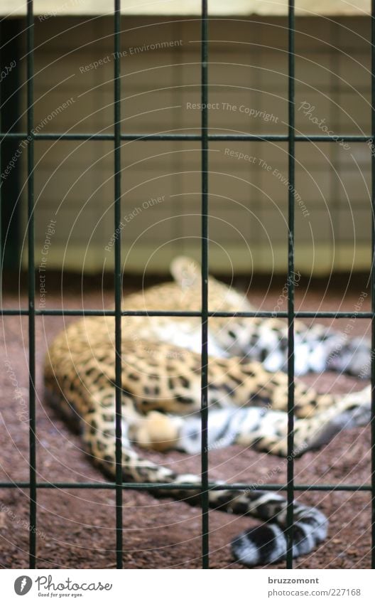 Paradise Lost Tier Gehege Zaun Wildtier Katze Fell Zoo Leopard Leopardenmuster 1 schlafen Traurigkeit Gefühle Müdigkeit Einsamkeit ruhig Landraubtier Raubkatze