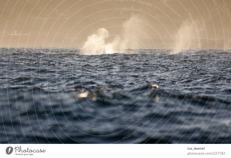 Whale Watching Ferien & Urlaub & Reisen Tourismus Ausflug Tier Urelemente Wasser Sonnenlicht Nebel Meer Pazifik Monterey Kalifornien Amerika Menschenleer atmen