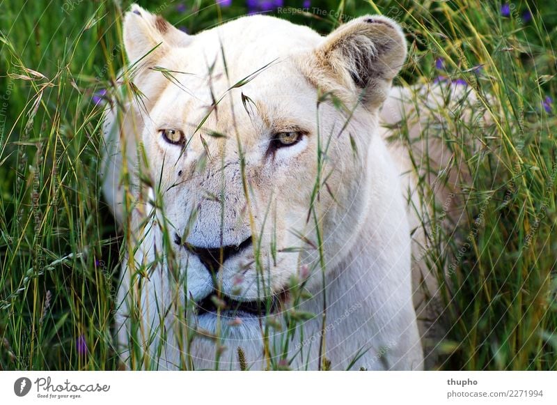 Weiße Löwin im hohen Gras Tier Wildtier Katze Tiergesicht Löwe raubtier Afrika Landraubtier Löwenkopf 1 beobachten liegen sitzen warten Coolness elegant
