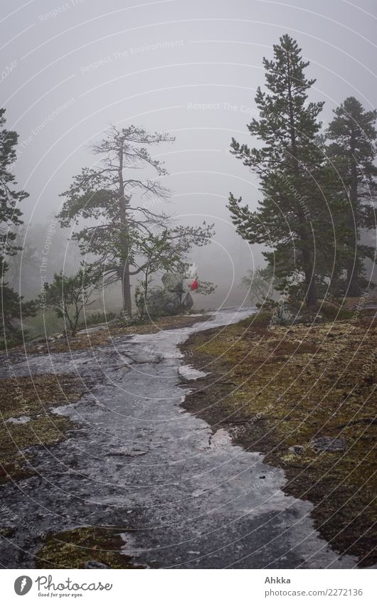 Nebelweg, Fels, Kiefern, Regen, Skandinavien, Wegweiser Natur schlechtes Wetter Baum Felsen authentisch exotisch wild Einsamkeit Hilfsbereitschaft Mobilität