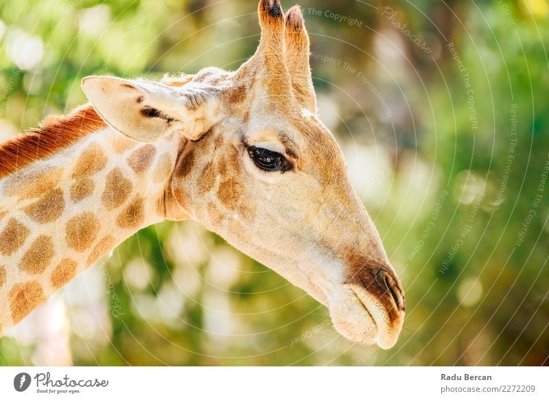 Wildafrikanisches Giraffenporträt Safari Natur Tier Sommer Schönes Wetter Park Wildtier Tiergesicht 1 hoch lang lustig niedlich wild braun mehrfarbig grün weiß
