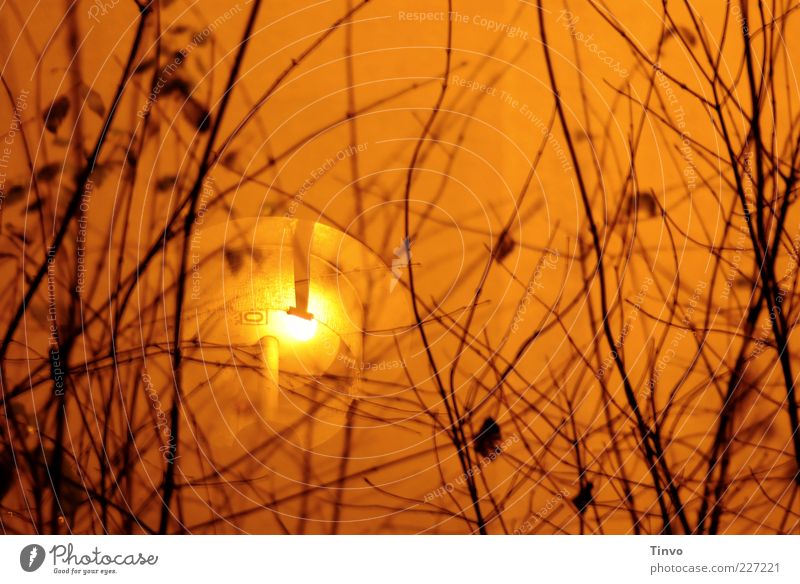 lichterloh 2 Sträucher Außenbeleuchtung Straßenbeleuchtung Zweige u. Äste orange Beleuchtung Farbfoto Außenaufnahme Experiment Menschenleer Nacht Kontrast