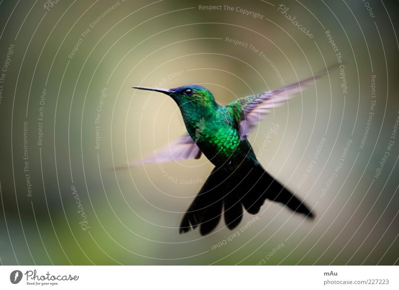 Beija Flor .2 Natur Tier Wildtier Vogel 1 fliegen glänzend niedlich grün Brasilien Kolibris Farbfoto mehrfarbig Außenaufnahme Nahaufnahme Tag
