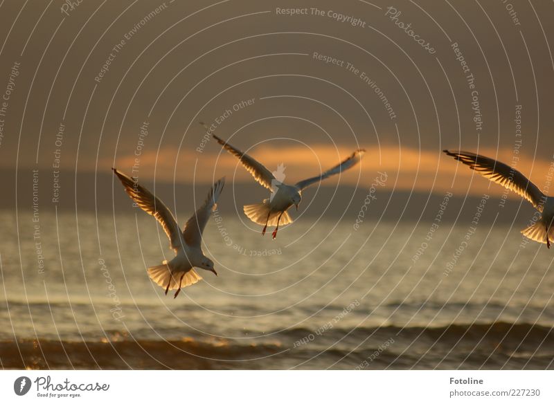 Auf nach Spiekerook Umwelt Natur Tier Himmel Wolken Sommer Wellen Ostsee Meer Wildtier Vogel Flügel dunkel natürlich braun Möwe fliegen Farbfoto mehrfarbig