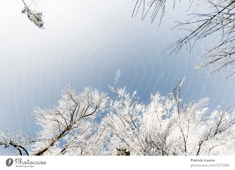 weiß-blau Umwelt Natur Pflanze Urelemente Luft Himmel Wolkenloser Himmel Winter Wetter Schönes Wetter Schnee Baum frisch hoch schön kalt natürlich positiv oben