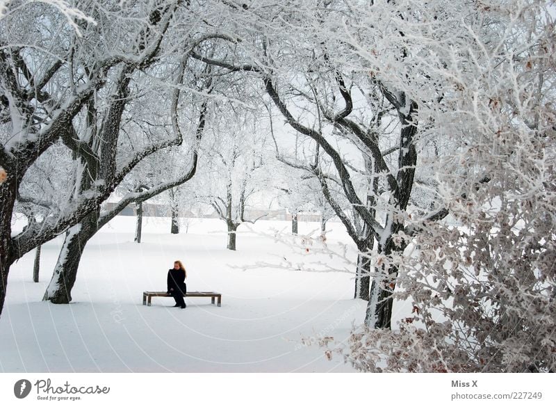 Versteckt ruhig Winter Frau Erwachsene 1 Mensch Natur Eis Frost Schnee Baum Park sitzen weiß Bank warten Parkbank Ast Raureif Farbfoto Außenaufnahme Tag