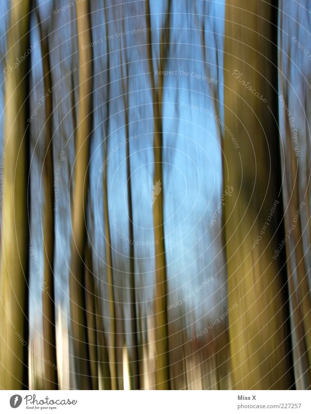 Schwenk Natur Baum Wald blau braun Baumstamm Bewegungsunschärfe Dynamik Farbfoto Außenaufnahme Muster Menschenleer Unschärfe Tag