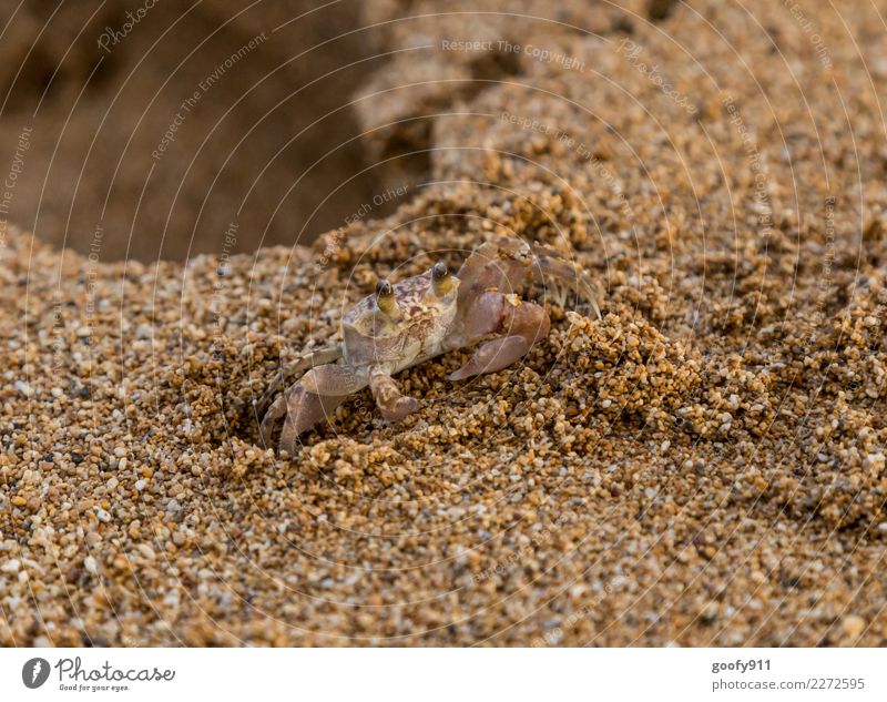 Kleiner Krabbler Ferien & Urlaub & Reisen Abenteuer Sommer Strand Meer Umwelt Natur Sand Tier Wildtier Tiergesicht Krallen Krabbe Krabbenauge 1 Bewegung