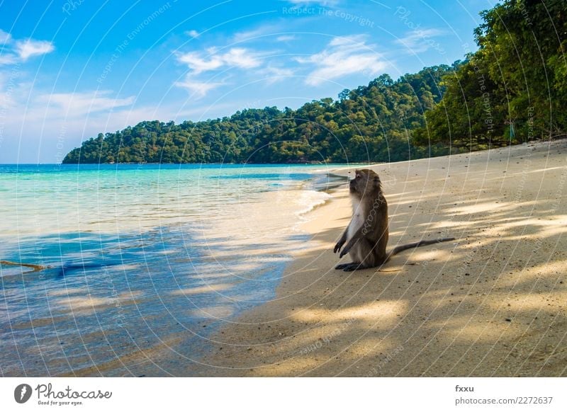 Geniessen Strand Thailand Landschaft Meer Sonne sitzen genießen Himmel Wasser lustig Affen blau Natur Atlantik Insel Felsen Wald Baum Sand Erholung Sonnenbad
