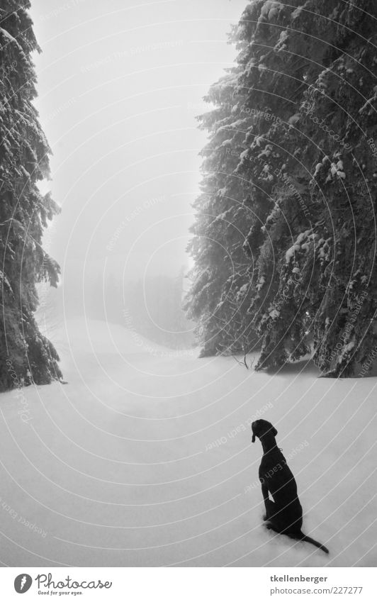 fernweh Natur Winter Eis Frost Schnee Baum Tanne Wald Tier Haustier Hund 1 warten schwarz weiß Hundeblick Sehnsucht geduldig Schwanz Einsamkeit Märchenwald