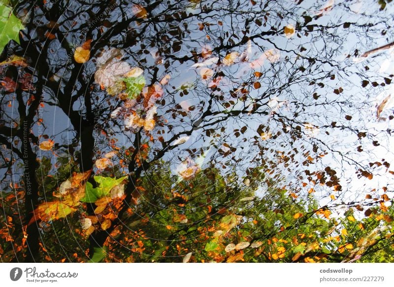 kuddelmuddelpuddle Umwelt Natur Himmel Herbst Baum See braun gelb grün Laubbaum Jahreszeiten Farbfoto Außenaufnahme Silhouette Reflexion & Spiegelung