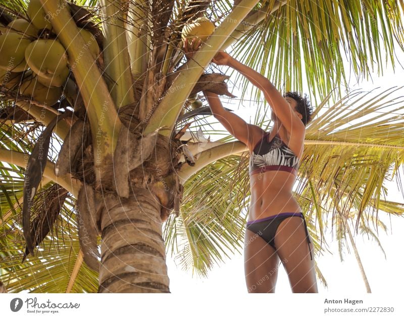 Kokosnussernte Lifestyle Ferien & Urlaub & Reisen feminin Junge Frau Jugendliche 1 Mensch 18-30 Jahre Erwachsene Erotik Palme Baum Kokospalme Kokosplantage