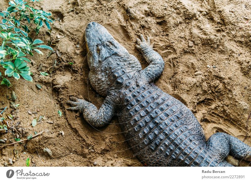 Alligator Draufsicht Natur Tier Wildtier 1 Aggression bedrohlich wild gefährlich Reptil Tierwelt Raubtier Amerikaner Sumpf Kopf Krokodil tropisch Gefahr marin