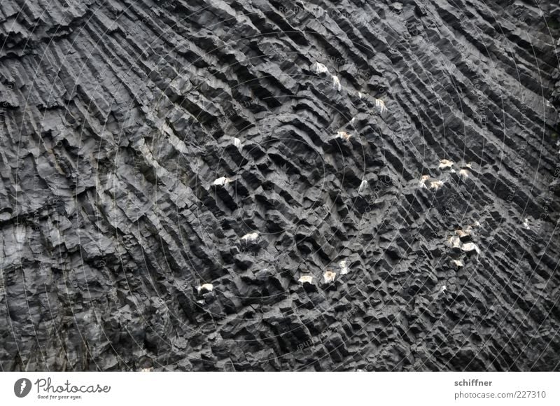 Sonne (mit Möwenkot) Urelemente Felsen Vulkan ästhetisch Stein Gesteinsformationen strahlenförmig Natur vulkanisch Muster Felswand Strukturen & Formen