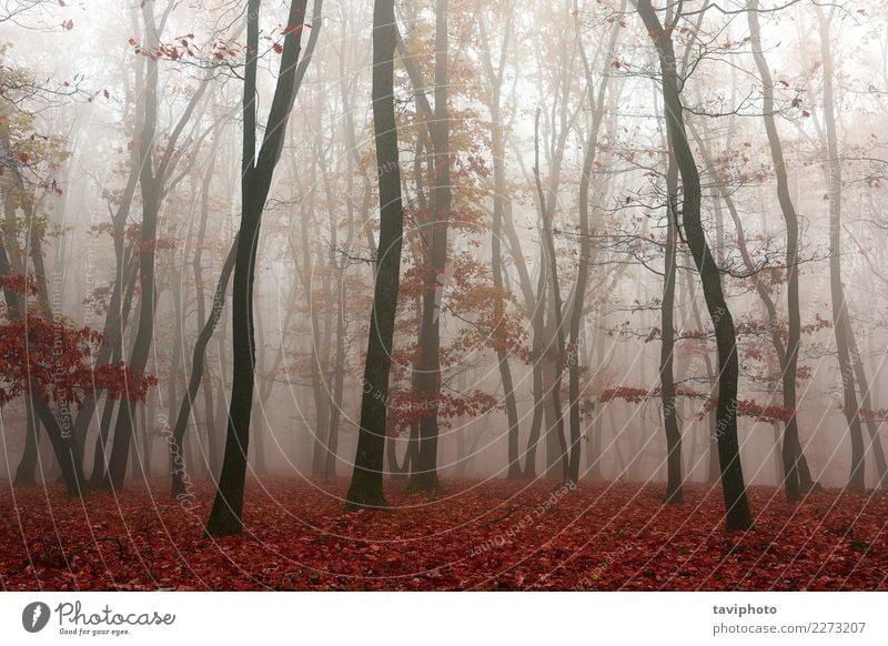 Nebel im Wald, Herbstsaison schön Umwelt Natur Landschaft Baum Blatt Park Wege & Pfade träumen dunkel natürlich gelb rot Angst Farbe geheimnisvoll Jahreszeiten