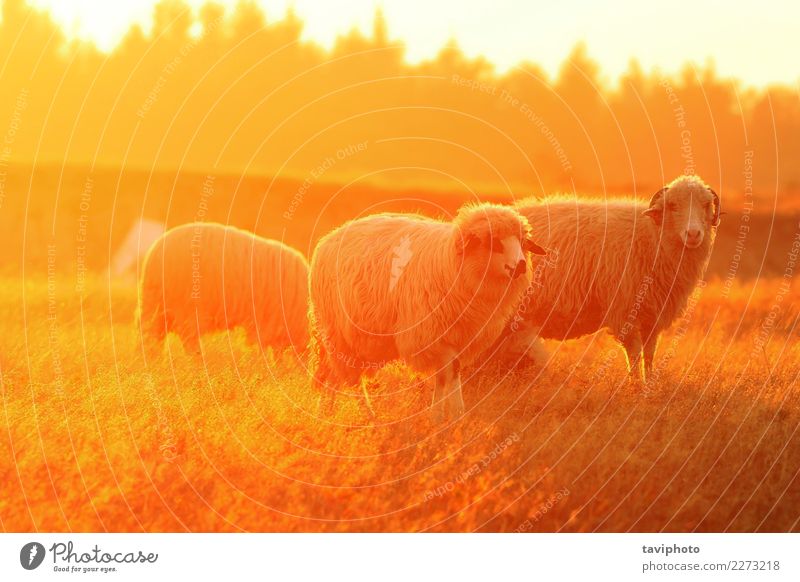 weiße Schafe im orange bunten Licht schön Umwelt Natur Landschaft Tier Herbst Wiese Herde verblüht natürlich grün Farbe Bauernhof Tiere Viehbestand farbenfroh