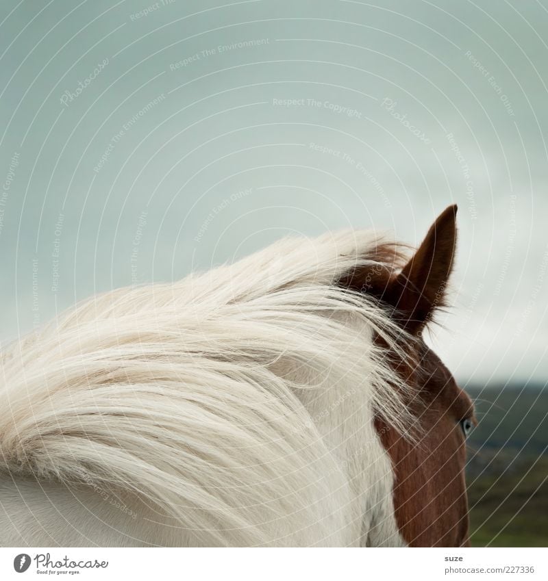 Blick von hinten Tier Himmel Wind Nutztier Wildtier Pferd 1 ästhetisch natürlich wild weiß Stimmung Mähne Island Ponys Farbfoto Außenaufnahme Menschenleer