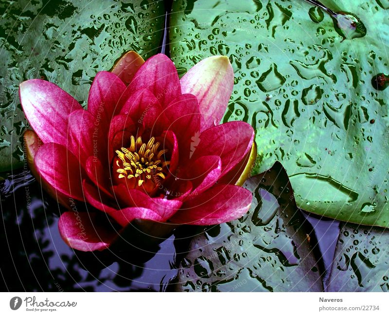 in voller Blüte Seerosen Blume Rose Pflanze Teich Wasser Wassertropfen