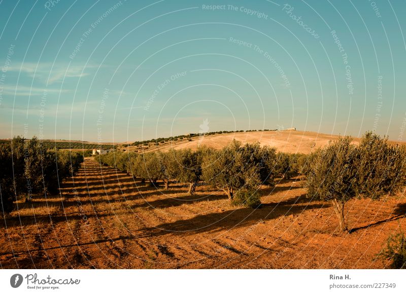 Olivenhain Landwirtschaft Forstwirtschaft Landschaft Sommer Herbst Nutzpflanze Tunesien blau gelb Hügel Olivenbaum Farbfoto Außenaufnahme Menschenleer