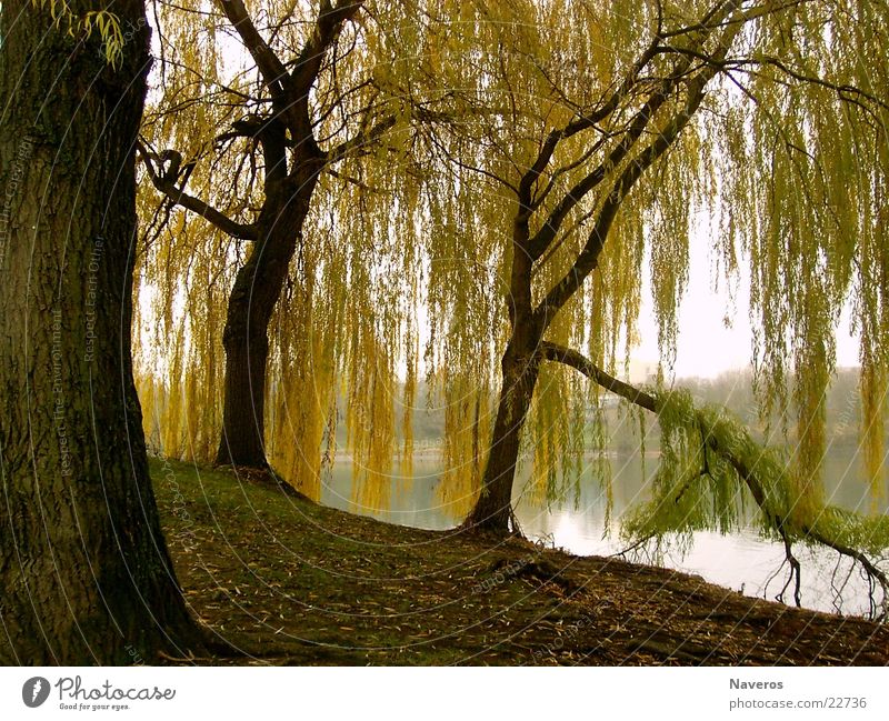 Verlassener Park II Baum Herbst See Seepark Menschenleer gelb braun Einsamkeit Wasser Natur