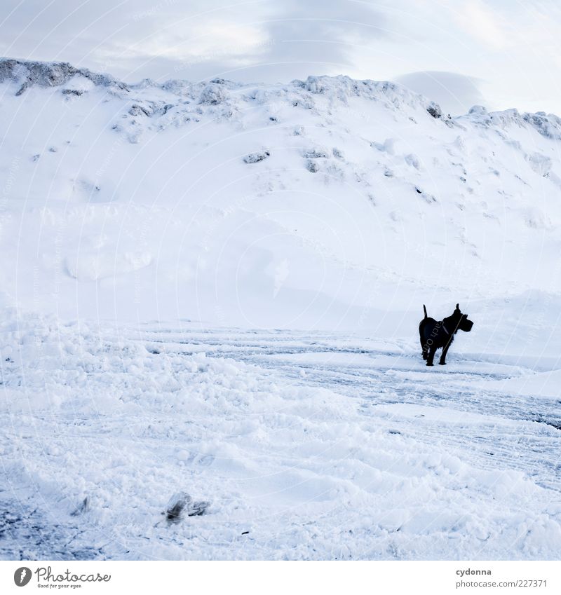 Black < White Abenteuer Freiheit Umwelt Natur Landschaft Himmel Winter Klima Eis Frost Schnee Berge u. Gebirge Hund ästhetisch Einsamkeit einzigartig Ende