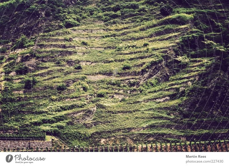 Hang zur Struktur Natur Landschaft Pflanze Nutzpflanze Hügel Felsen Berge u. Gebirge ästhetisch Weinbau Mosel (Weinbaugebiet) Weinberg Linie Streifen Farbfoto