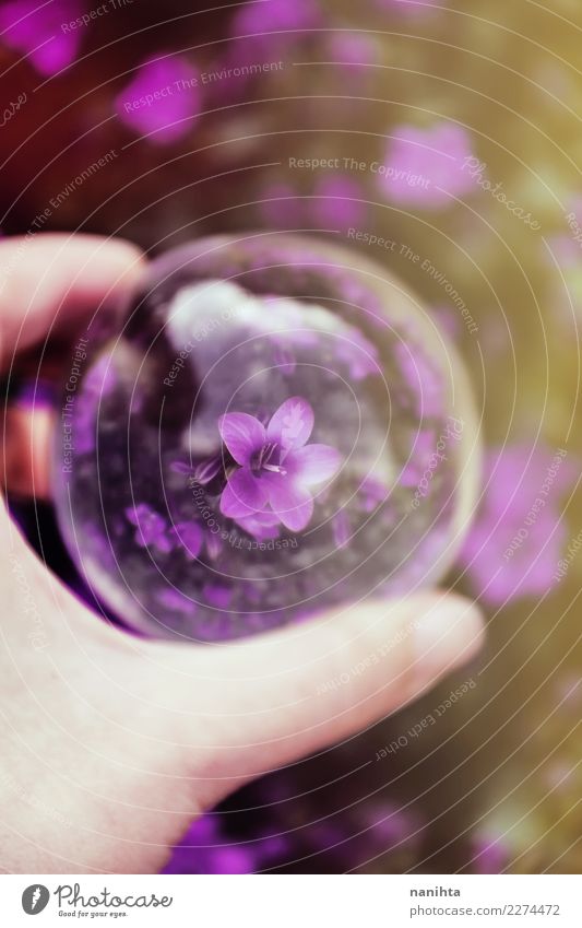 Purpurrote Blume durch eine Kristallkugel Kunst Umwelt Natur Pflanze Sonnenlicht Frühling Sommer Blüte Kugel Glas Kristalle Blühend festhalten leuchten Duft