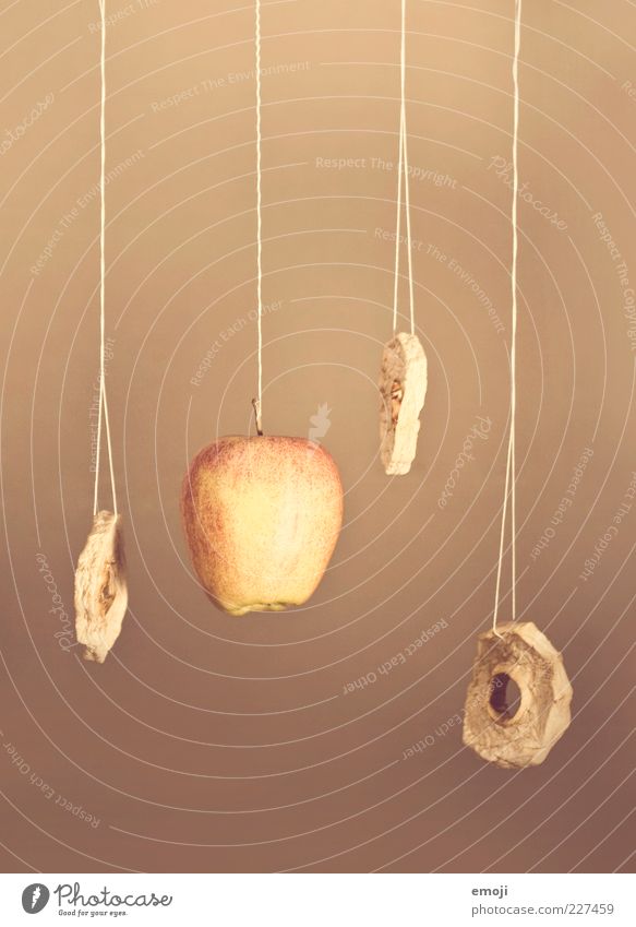 | | | | Frucht Apfel Ernährung Bioprodukte süß trocken hängen trocknen Trockenfrüchte Schnur Prozess Stillleben Farbfoto Innenaufnahme Hintergrund neutral