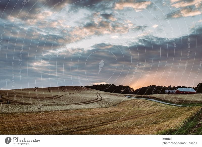 Dänisches Kornfeld harmonisch Wohlgefühl Zufriedenheit Sinnesorgane Erholung ruhig Abenteuer Ferne Freiheit Sommer Landschaft Himmel Wolken Schönes Wetter