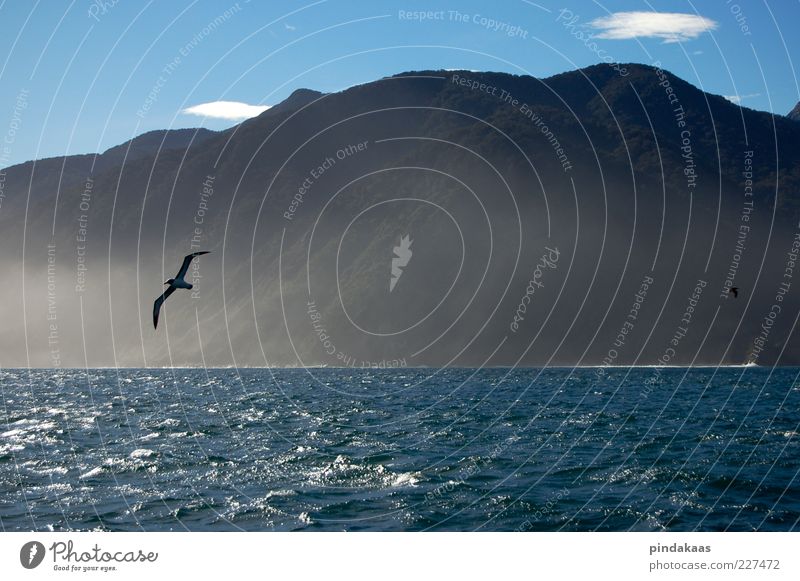 Natur pur See Vogel 2 Tier Lebensfreude Milford Sound Klang Tag Nebel Dunst Berge u. Gebirge Neuseeland fliegen Wasserspiegelung Reflexion & Spiegelung