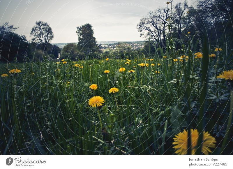 Düsterheide Umwelt Natur Landschaft Pflanze Sommer Blume Gras Löwenzahn genießen blau gelb grün schwarz Gefühle Sehnsucht Fernweh Horizont Aussicht grasgrün