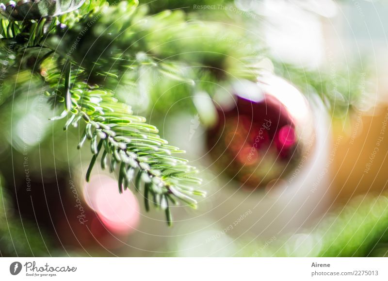 schon wieder nur noch Erinnerung Weihnachten & Advent Baum Tannenzweig Weihnachtsbaum Kitsch Krimskrams Christbaumkugel Glas Kugel Tannennadel hängen ästhetisch