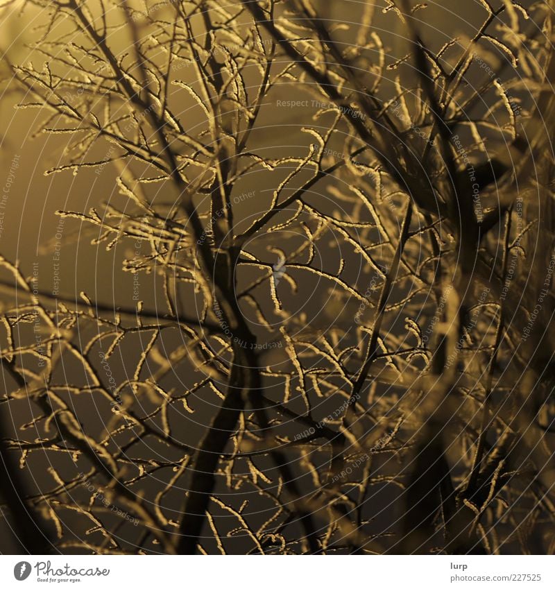 Gewirr Umwelt Natur Pflanze Winter Baum Sträucher Holz kalt gelb Frost Farbfoto Außenaufnahme Menschenleer Kunstlicht Licht Schatten Silhouette Gegenlicht