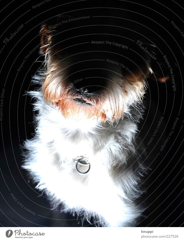Der Hund von Baskerville Tier Haustier Tiergesicht Fell 1 frech gruselig Neugier wild rot schwarz weiß Hundeblick Hundeschnauze Blitzlichtaufnahme Farbfoto
