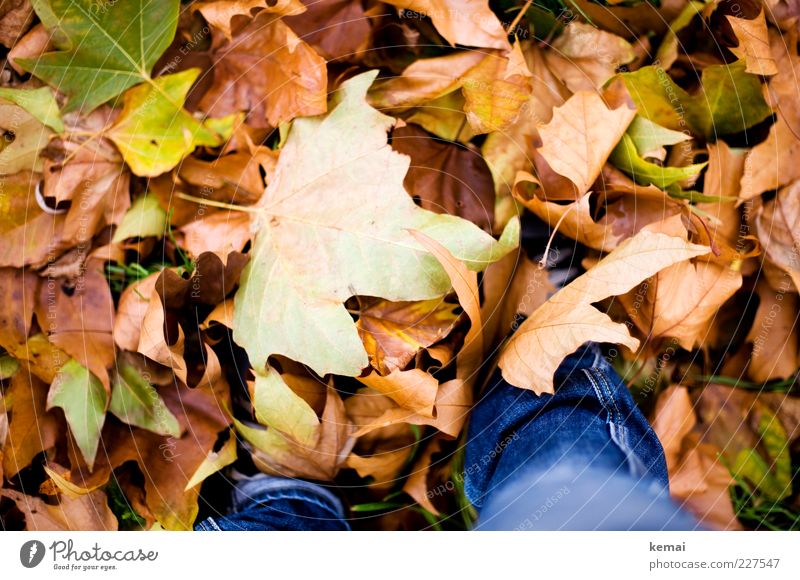 Blattgrößen Umwelt Natur Pflanze Herbst Klima Grünpflanze Wiese Jeanshose liegen braun mehrfarbig grün Haufen gefallen herbstlich Herbstlaub Farbfoto