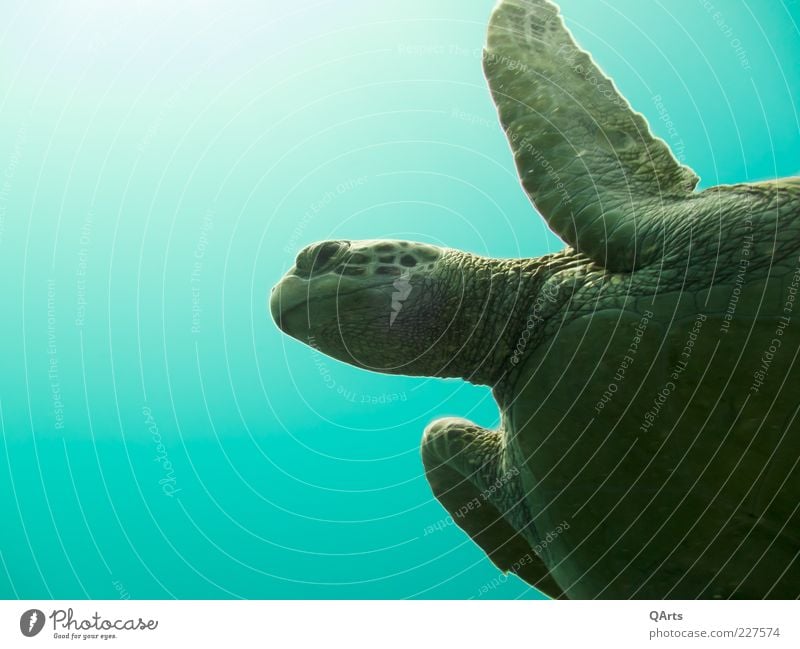 Schildkröte Umwelt Natur Wasser Meer Indo-Pazifik Tier 1 tauchen exotisch frei gigantisch ruhig Grüne Meeresschildkörte grün türkis Philippinen Cebu Reptil