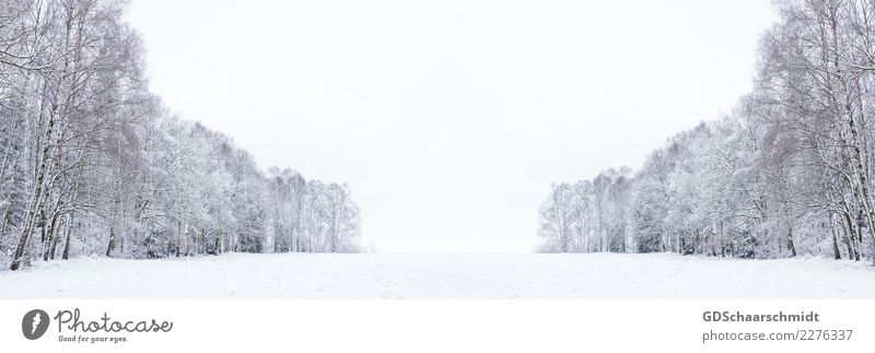 Winterwelt Zufriedenheit ruhig Meditation Ausflug Abenteuer Freiheit Schnee Winterurlaub Umwelt Natur Landschaft Himmel Horizont Schönes Wetter Eis Frost Baum