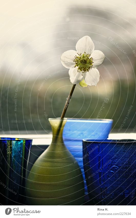 Warten auf den Frühling Blume Christrose Vase blau grün Fenster Fensterbrett Stillleben Farbfoto Innenaufnahme Menschenleer Textfreiraum oben Gegenlicht