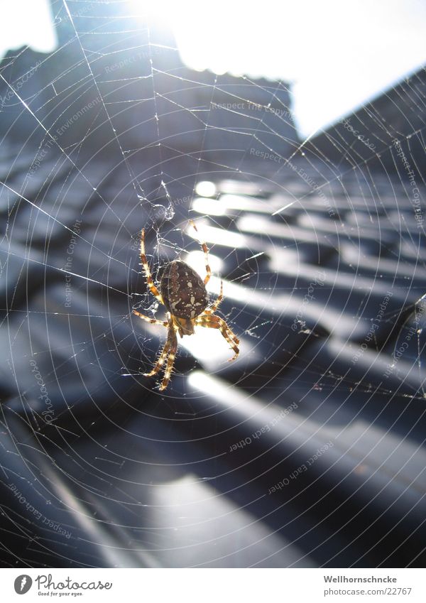 Spiderman Spinne Haus Dach krabbeln klein Schädlinge Herbst Verkehr August Netz haloween Angst Rücken Sonne