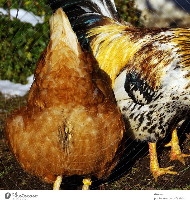 Wie geht das nochmal mit den Eiern ? Tier Haustier Nutztier Vogel Flügel Krallen Haushuhn Hahn Federvieh Schwanzfedern 2 Tierpaar lustig blau braun mehrfarbig