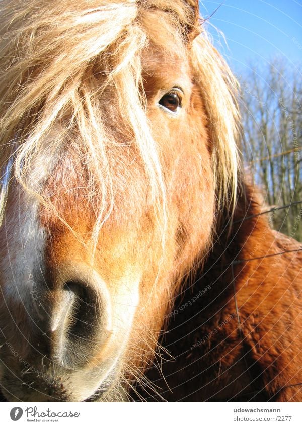 Isländer Pferd Tier Schnauze Verkehr Pony Nahaufnahme