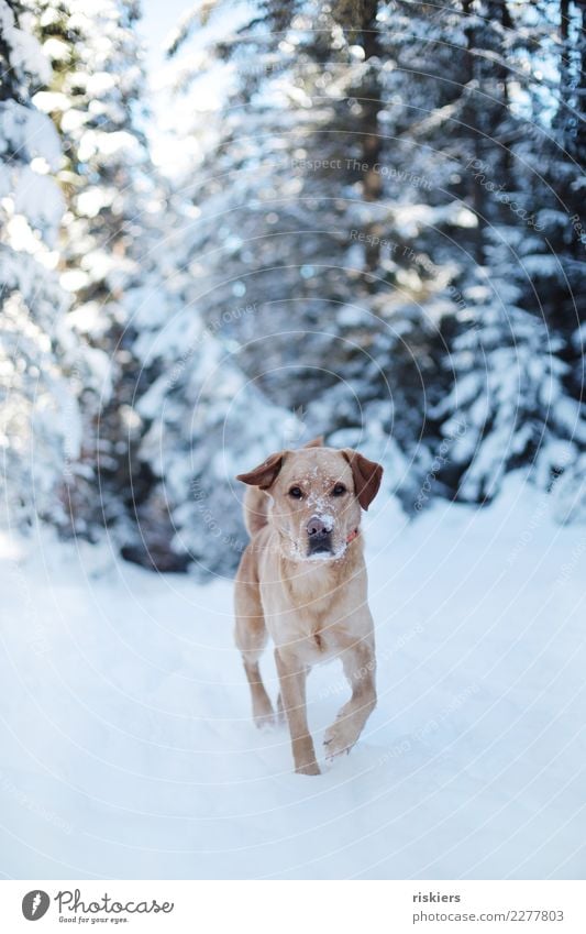Schneenase Umwelt Natur Landschaft Winter Schönes Wetter Wald Tier Haustier Hund 1 beobachten laufen Blick ästhetisch blond frei Freundlichkeit schön natürlich