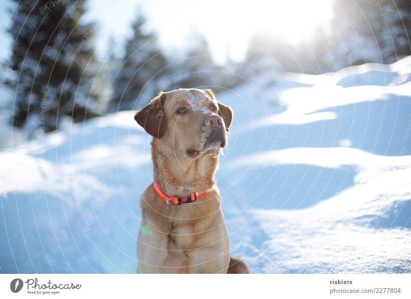 Schneenase ii Umwelt Natur Winter Schönes Wetter Wald Hügel Alpen Berge u. Gebirge Tier Haustier Hund beobachten Blick schön Neugier niedlich Labrador sitzen