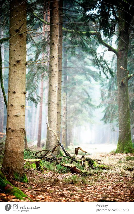 Auf der Suche... Umwelt Natur Landschaft Pflanze Erde Herbst Klima Klimawandel Schönes Wetter Nebel Baum Blatt Grünpflanze Wald Holz Wachstum Hoffnung Glaube