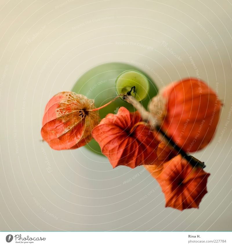 Lampions Herbst Blume Lampionblume Physalis verblüht dehydrieren Verfall Vergänglichkeit Samen Vase orange Stillleben Farbfoto Innenaufnahme Textfreiraum links