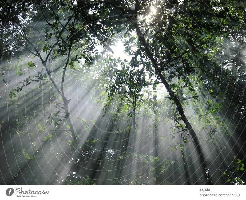 sonnenstrahlen Umwelt Natur Pflanze Sonne Sonnenlicht Schönes Wetter Baum Wald leuchten ästhetisch Stimmung Frieden Hoffnung nachhaltig Atmosphäre parallel