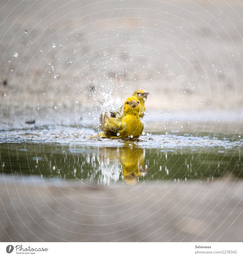 Erfrischung Vogel Vögel Natur Farbfoto Außenaufnahme Tier Menschenleer Wildtier Umwelt Freiheit Tierporträt Ornithologie baden nass Pfütze Tropfen Garten klein