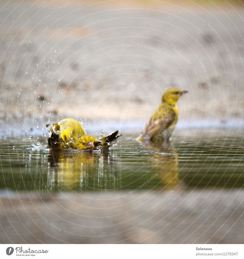 Bademeister Umwelt Natur Wasser Wassertropfen Tier Wildtier Vogel 2 Schwimmen & Baden nass natürlich Ornithologie Farbfoto Außenaufnahme Tierporträt