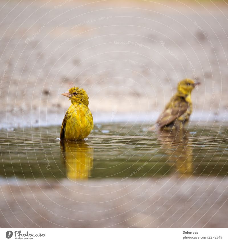 Badetag Vogel Vögel Wasser Pfütze Natur baden Tier Außenaufnahme Farbfoto Reflexion & Spiegelung natürlich Wildtier Tierporträt Umwelt Tag Menschenleer